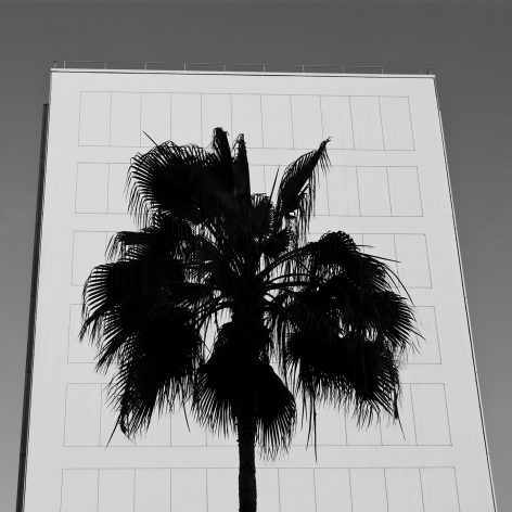 08_CBT_Century-City_PAXTON_Palm-Silhouette_s
